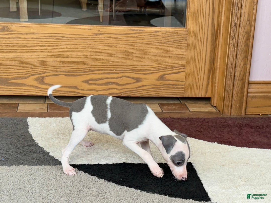 Italian Greyhound dogs for sale: Tina - Image 1
