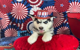 Siberian Husky dogs for sale: zeus - Image 2