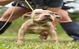 American Bully dogs for sale: Red Collar - Image 3