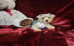Yorkshire Terrier dogs for sale: LUCA - Image 10