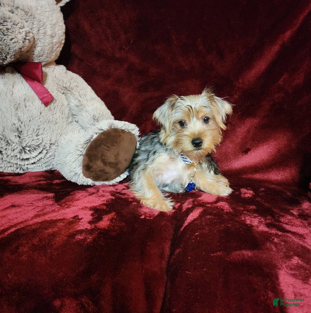 Yorkshire Terrier dogs for sale: LUCA - Image 10