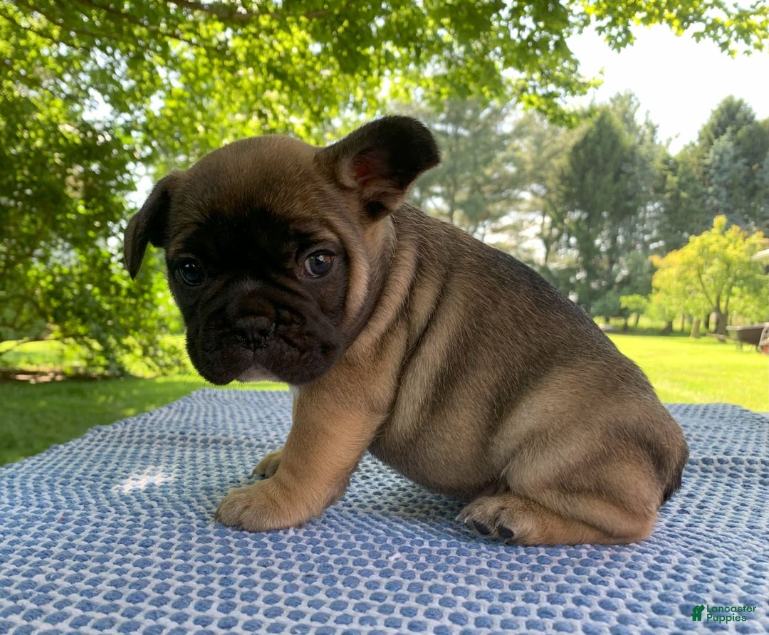 French Bulldog dogs for sale: Gigi - Image 6