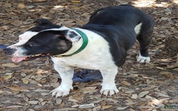 Staffordshire Bull Terrier dogs for sale: Deuce - Image 6