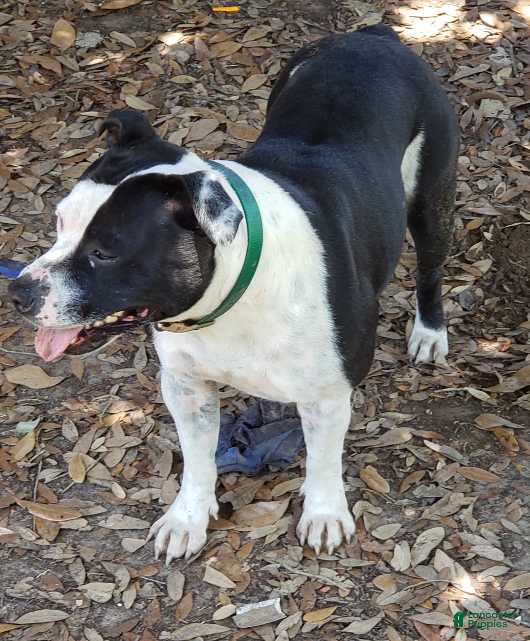 Staffordshire Bull Terrier dogs for sale: Deuce - Image 6