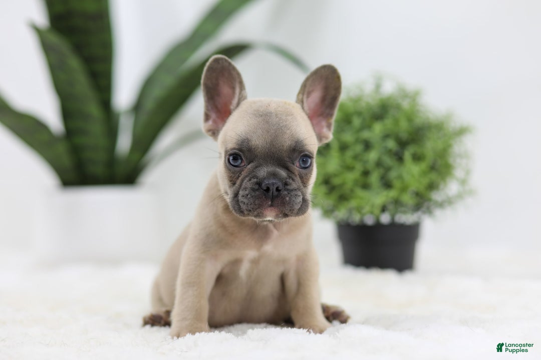 French Bulldog dogs for sale: French Bulldog 5 puppies - Image 15
