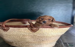 Cavapoo dogs for sale: Rayna - Image 1