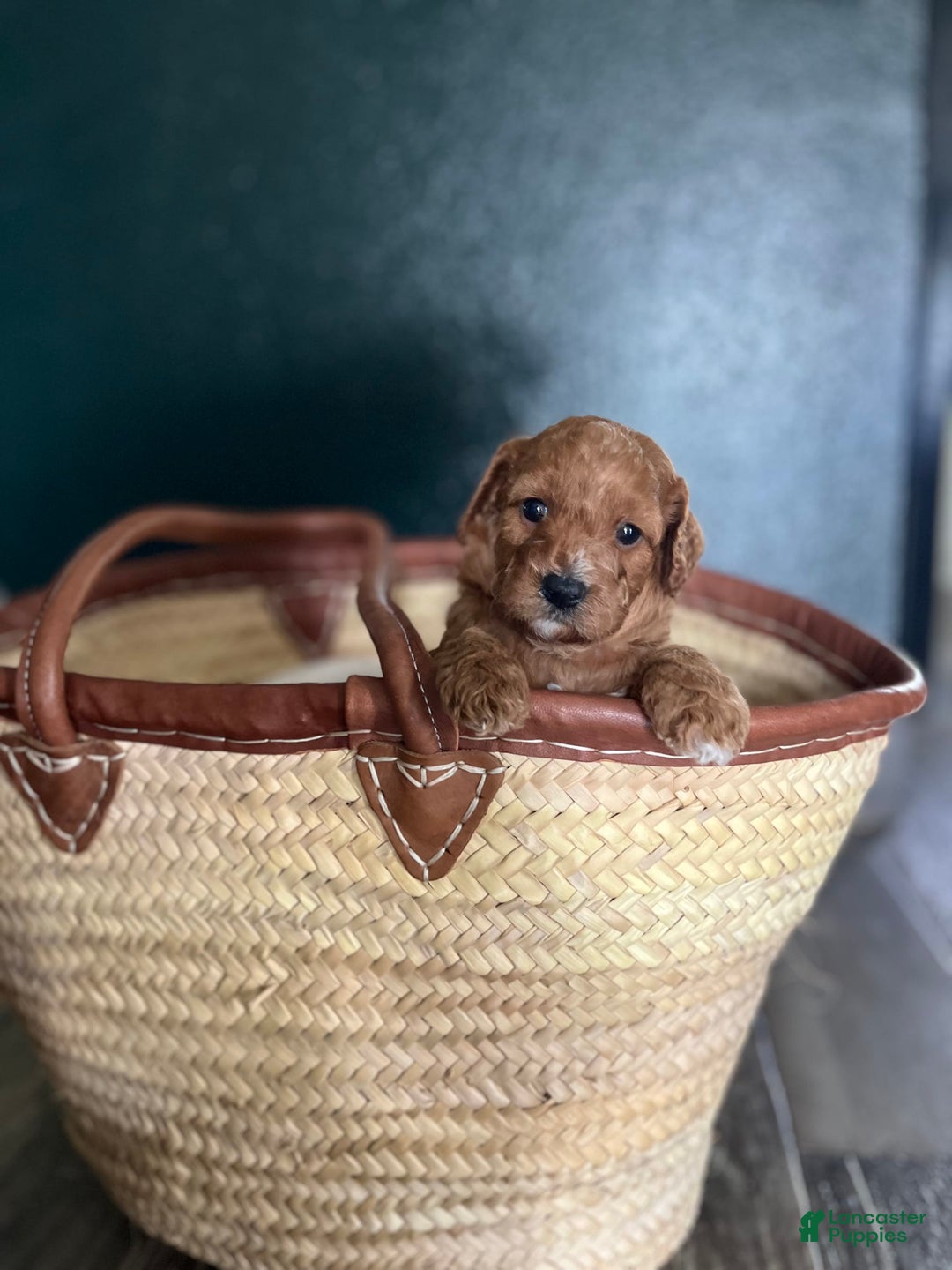Cavapoo dogs for sale: Rayna - Image 1