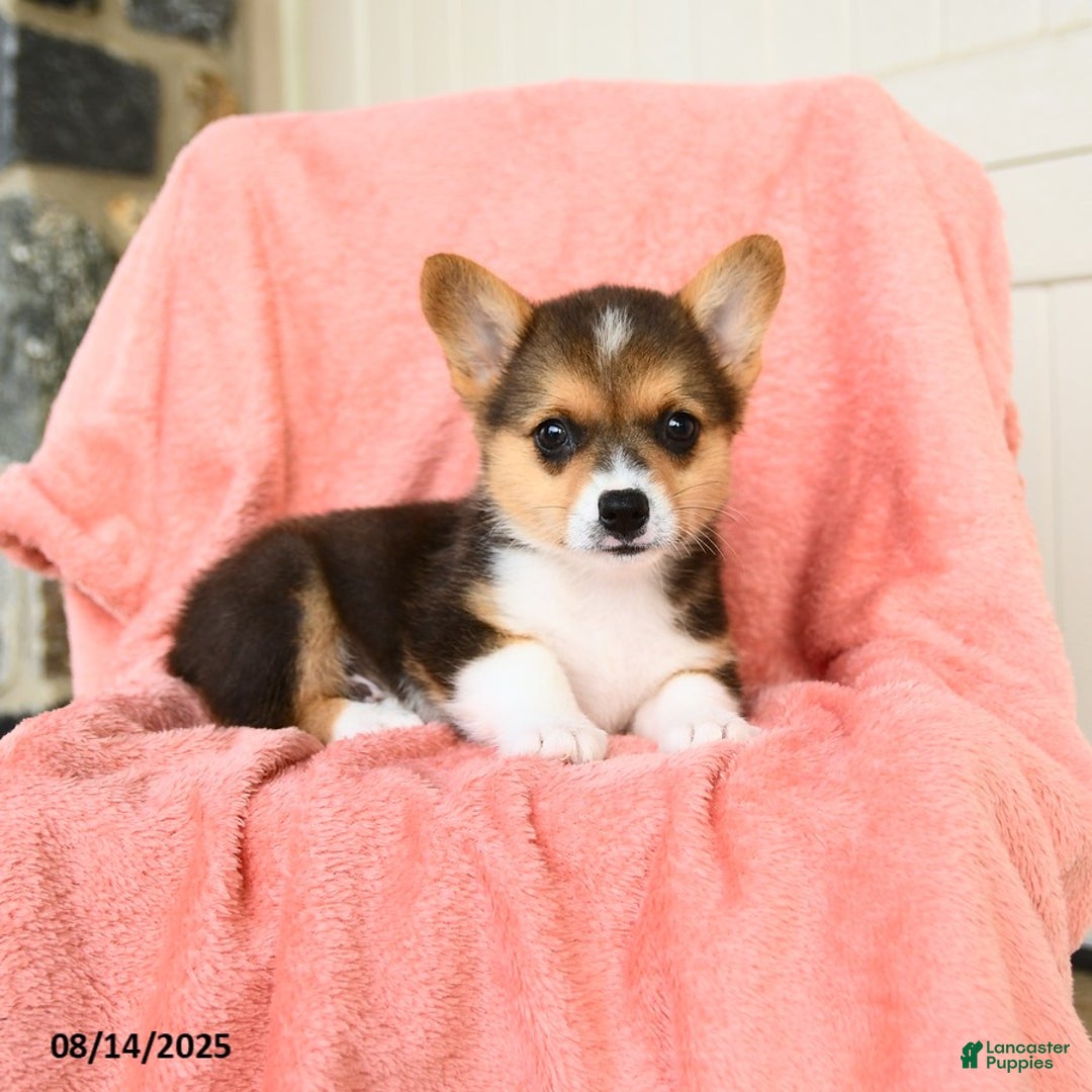 Welsh Corgi Pembroke dogs for sale: Vegas AKC - Image 4