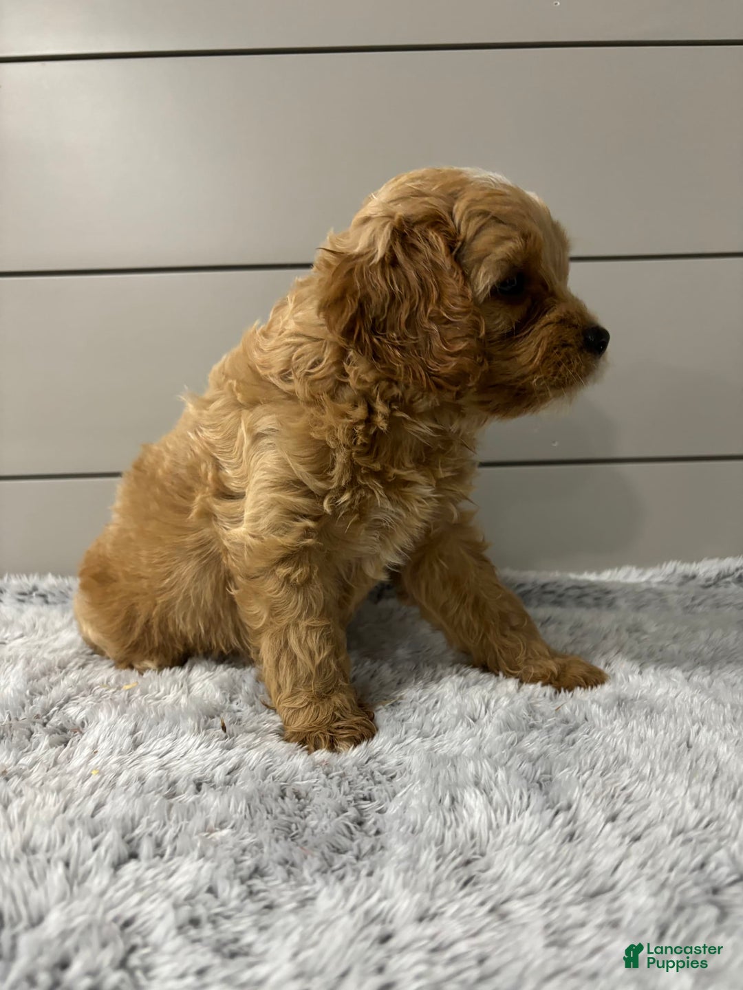 Cavapoo dogs for sale: Willow - Image 7