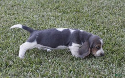 Basset Hound dogs for sale: Ann - Listing for pets: Ann, DEB, Flo, IDA, Jed, Ned, Ted - Image 4