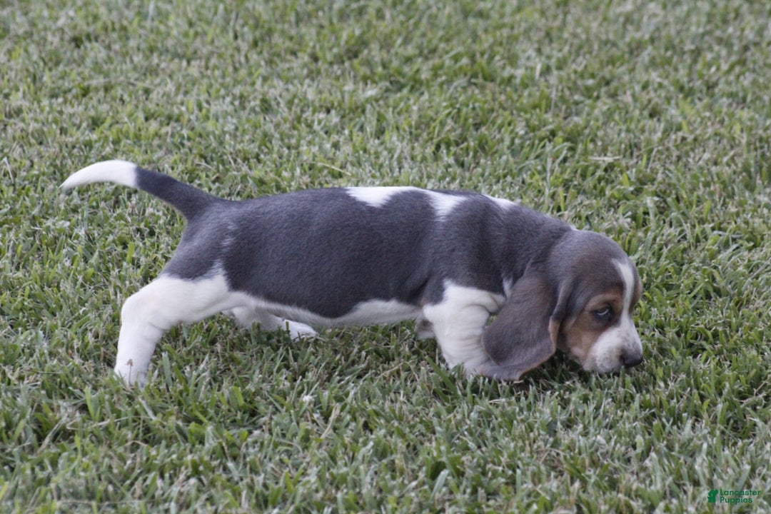 Basset Hound dogs for sale: Ann - Listing for pets: Ann, DEB, Flo, IDA, Jed, Ned, Ted - Image 4