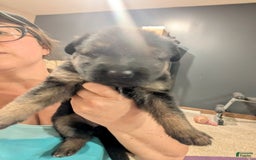 German Shepherd dogs for sale: Brian - Image 1