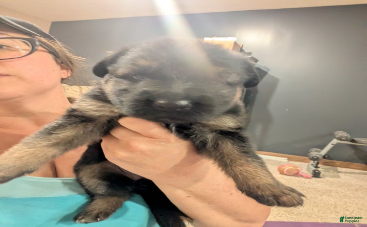 German Shepherd dogs for sale - Ad 1