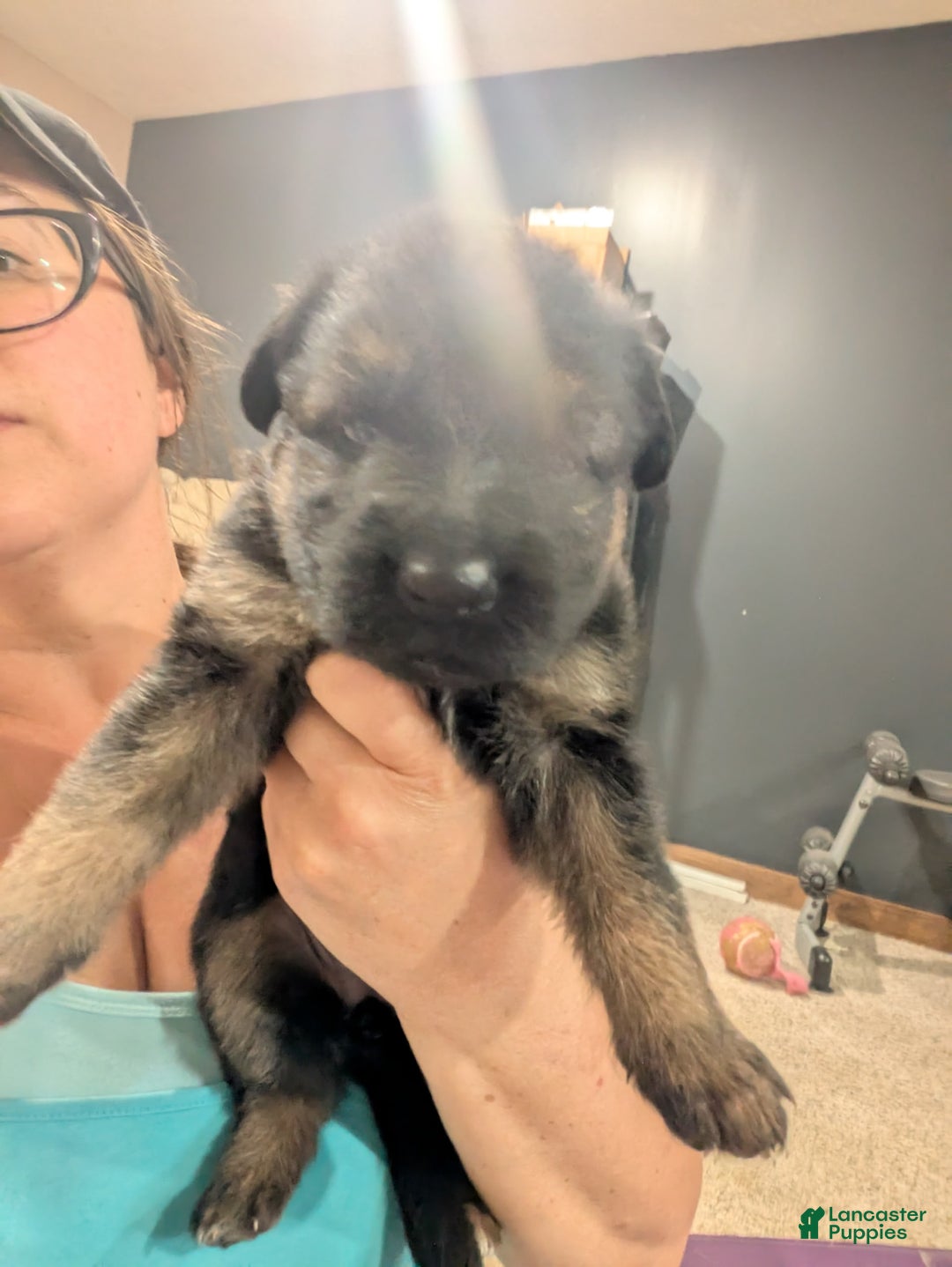 German Shepherd dogs for sale: Brian - Image 1