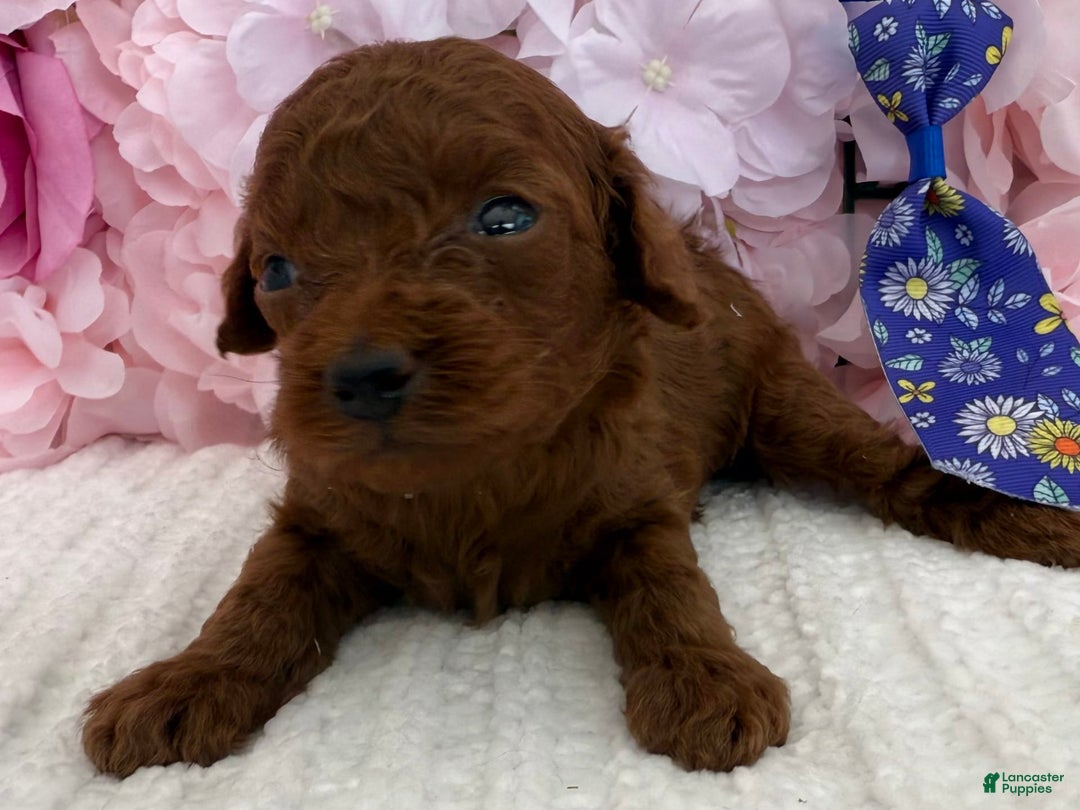 Toy Poodle dogs for sale: Rocket - Image 6