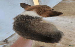 Welsh Corgi Pembroke dogs for sale: Novas Girl 3 - Image 3