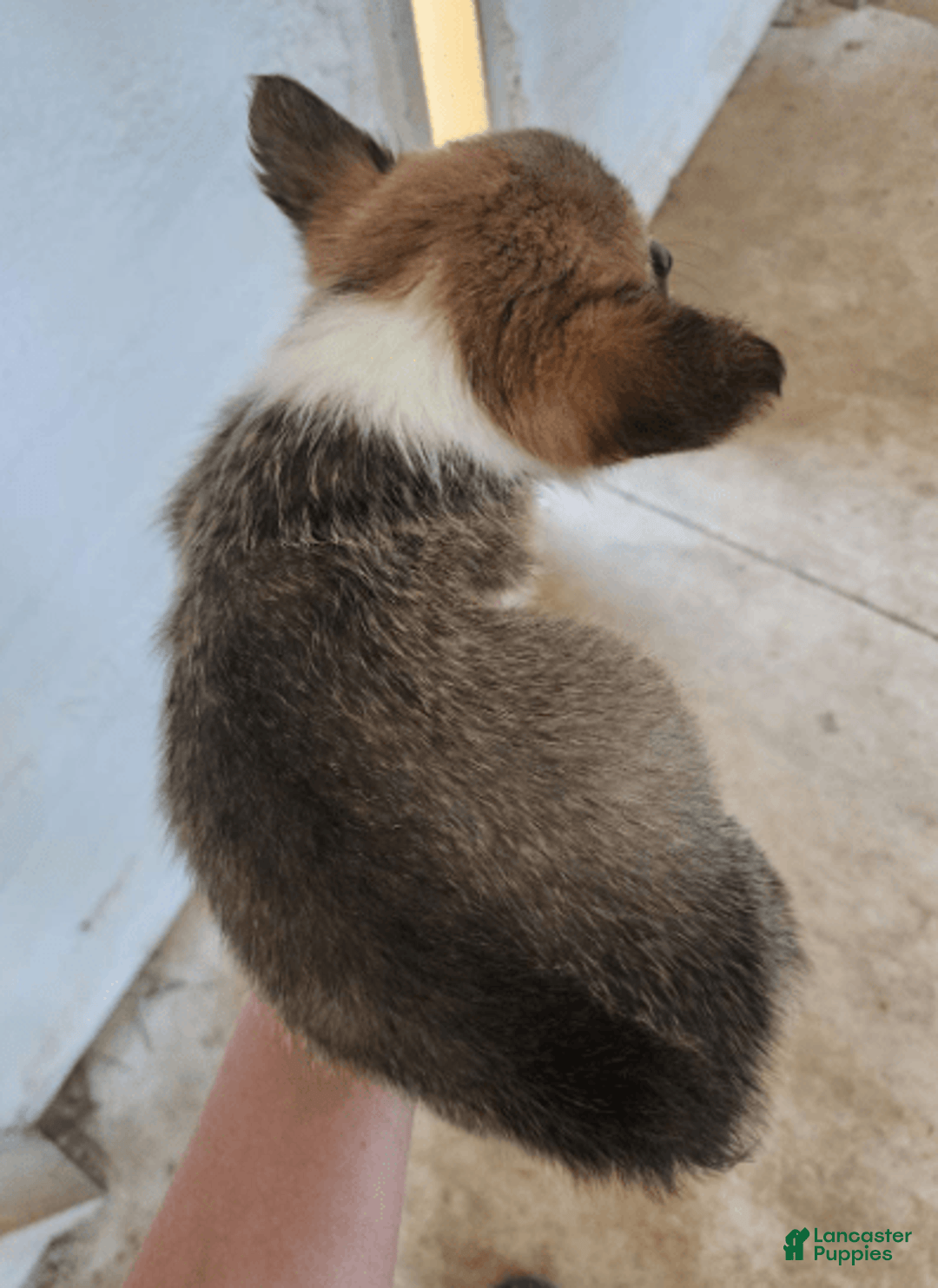 Welsh Corgi Pembroke dogs for sale: Novas Girl 3 - Image 3