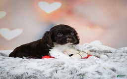 Cocker Spaniel dogs for sale: Leo - Image 7