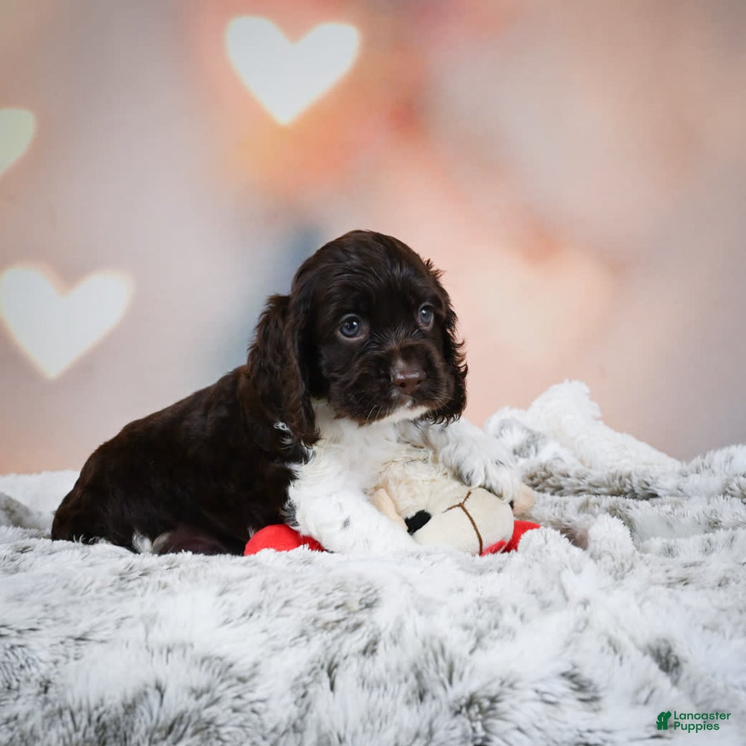 Cocker Spaniel dogs for sale: Leo - Image 7