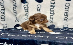 Chihuahua dogs for sale: Theodore Chocolate Lc - Image 41
