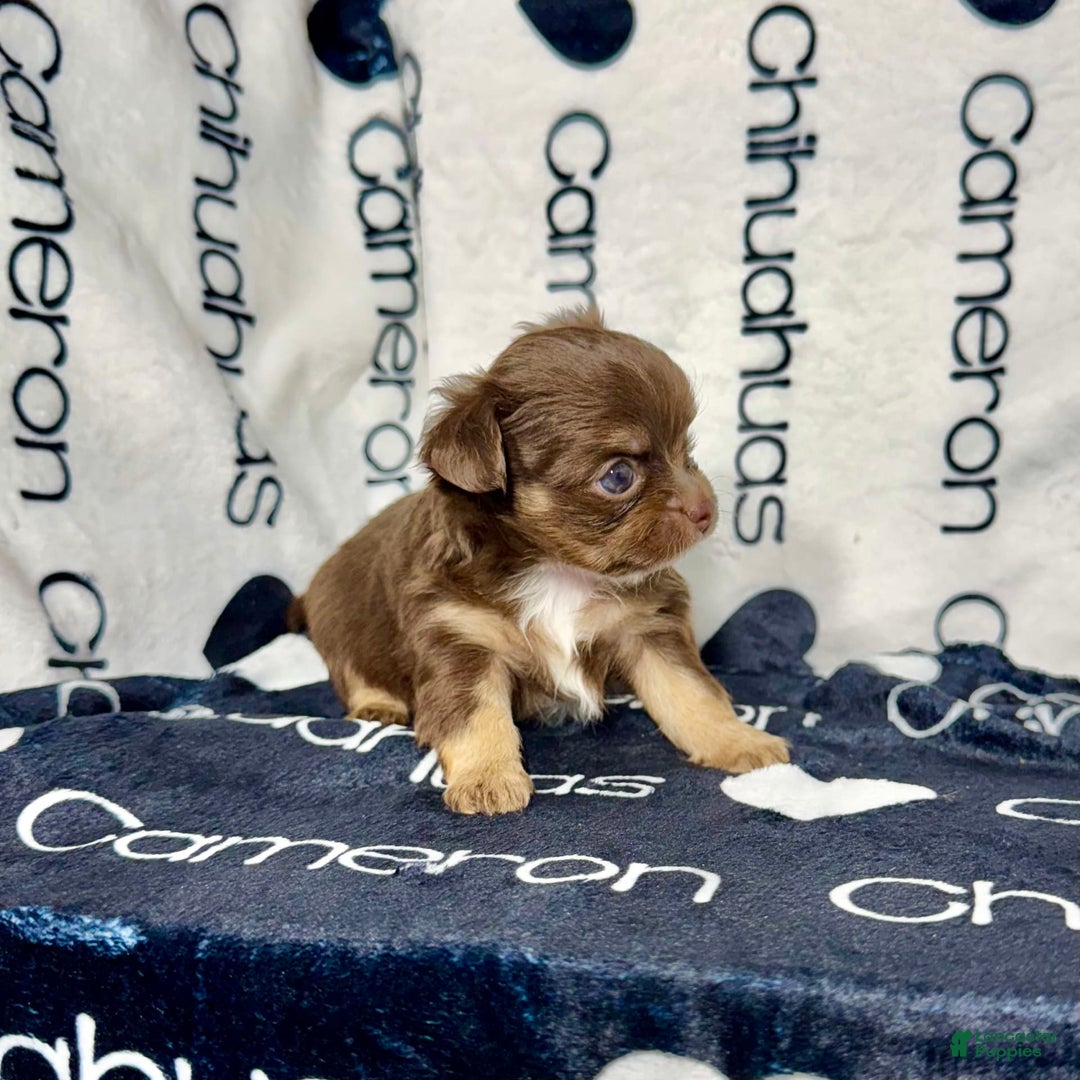 Chihuahua dogs for sale: Theodore Chocolate Lc - Image 41