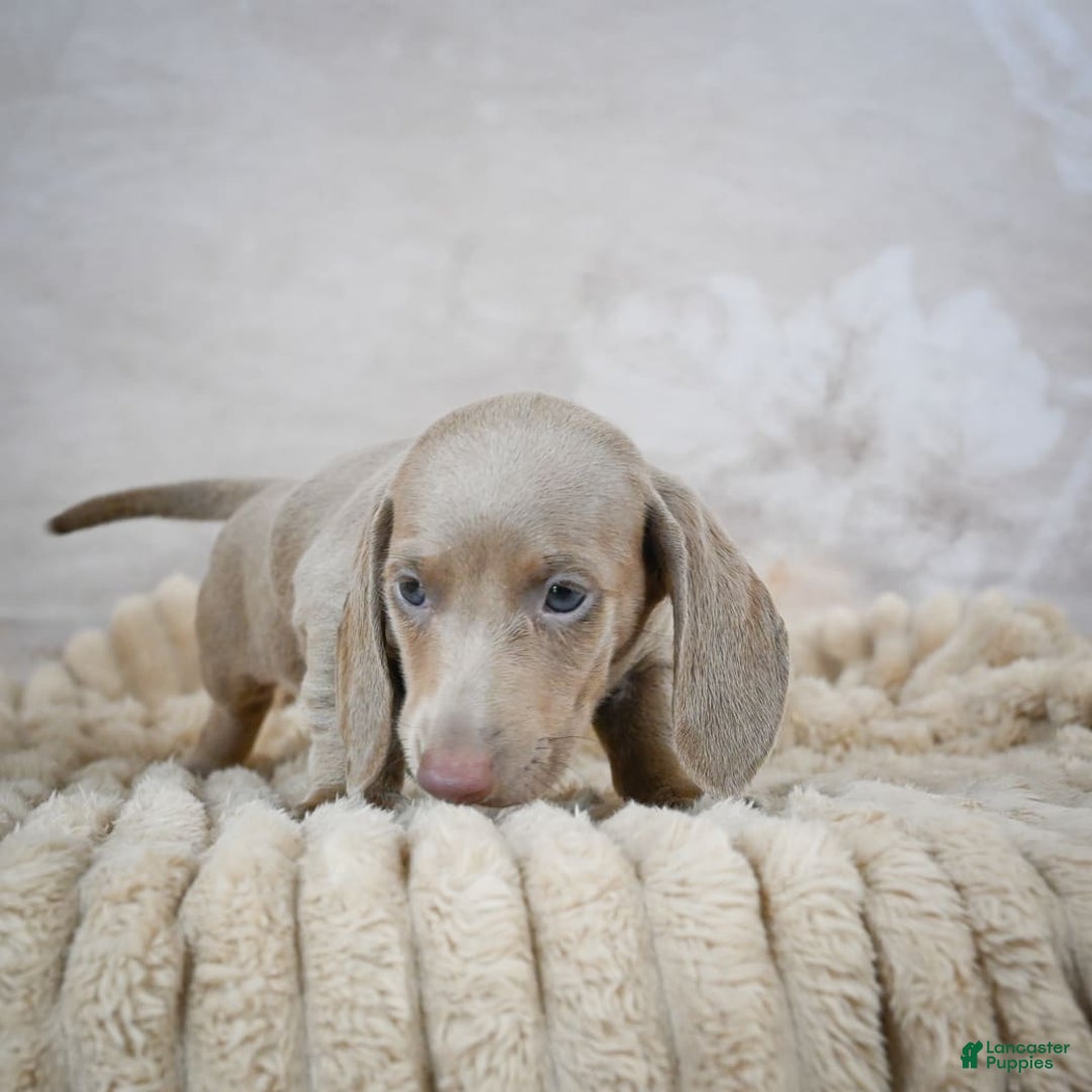 Miniature Dachshund dogs for sale: Dash - Image 7