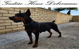 Doberman Pinscher dogs for sale: Yellow Collar Female - Image 13