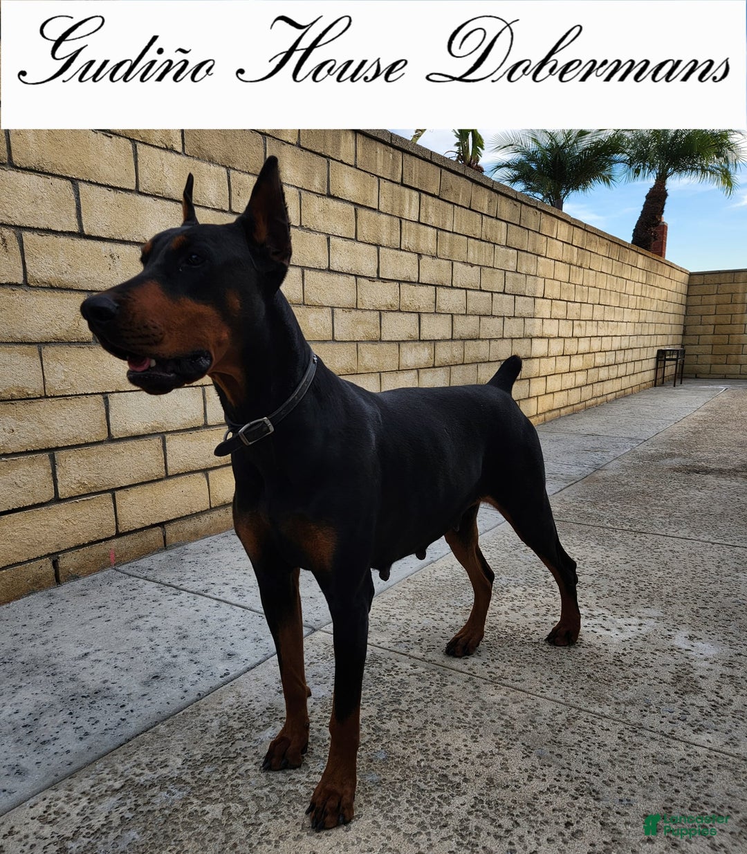 Doberman Pinscher dogs for sale: Yellow Collar Female - Image 13