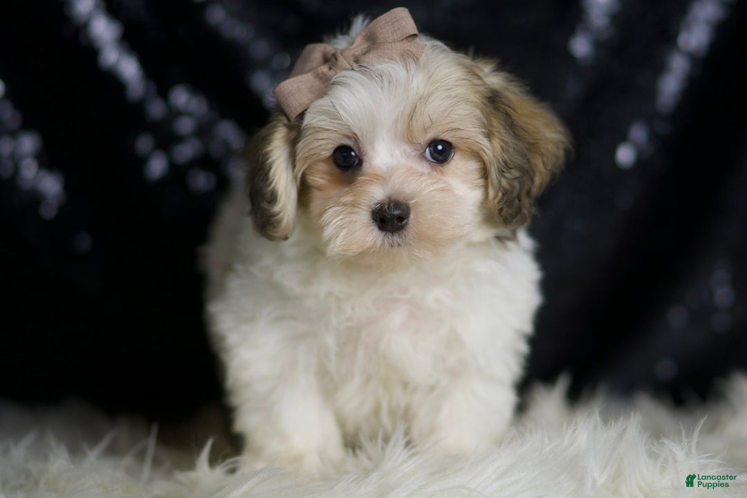 Maltipoo dogs for sale: Banjo - Image 5