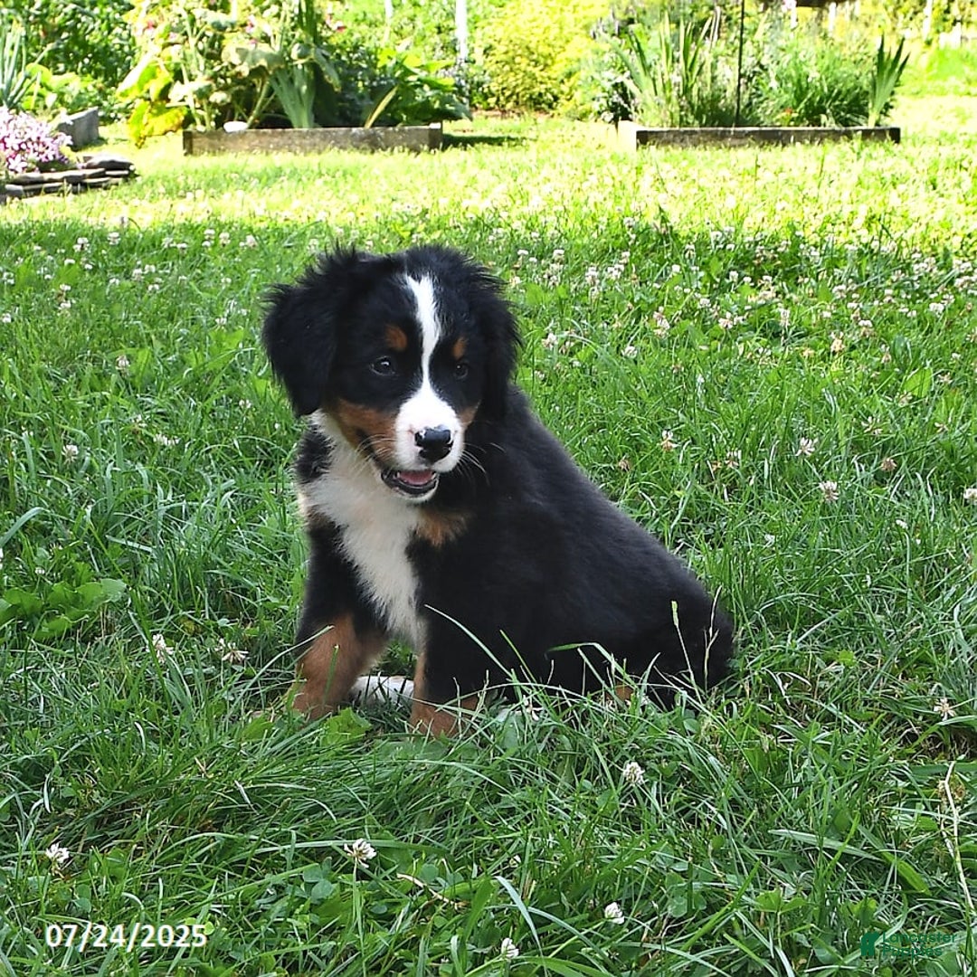 Bernese Mountain Dog dogs for sale: Vincent - Image 7