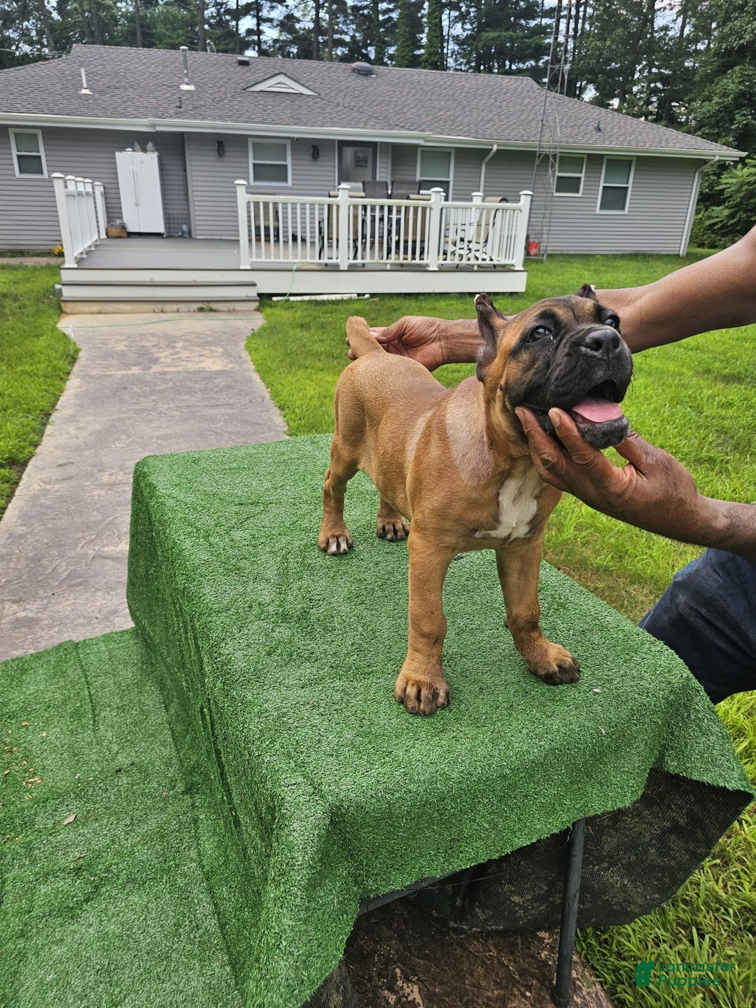 Cane Corso dogs for sale: Coco - Image 11
