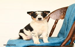 Australian Cattle Dog dogs for sale: Crew - Image 1