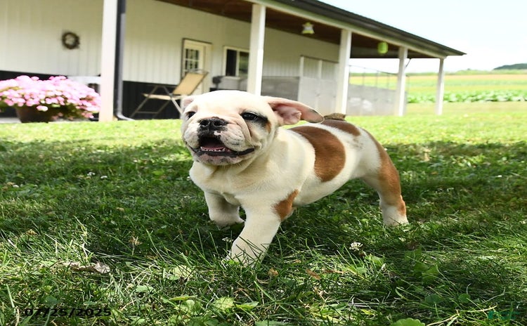 English Bulldog dogs for sale - Ad 1