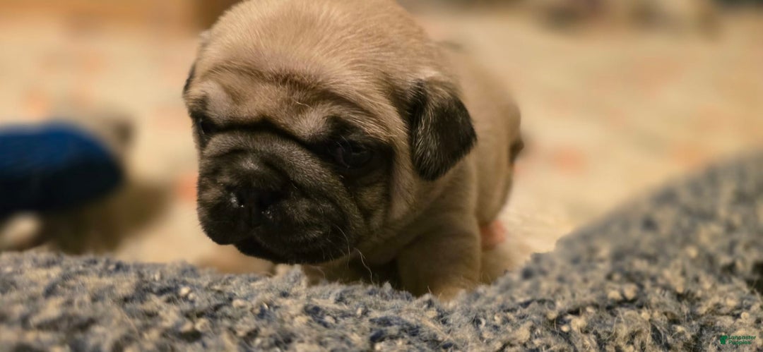 Pug dogs for sale: Don - Image 15