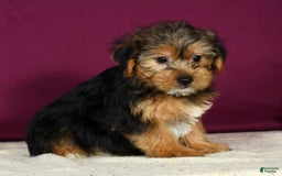 Yorkshire Terrier dogs for sale: Jamie - Image 3