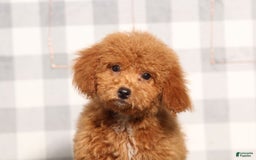 Miniature Poodle dogs for sale: Scotlynd - Image 1