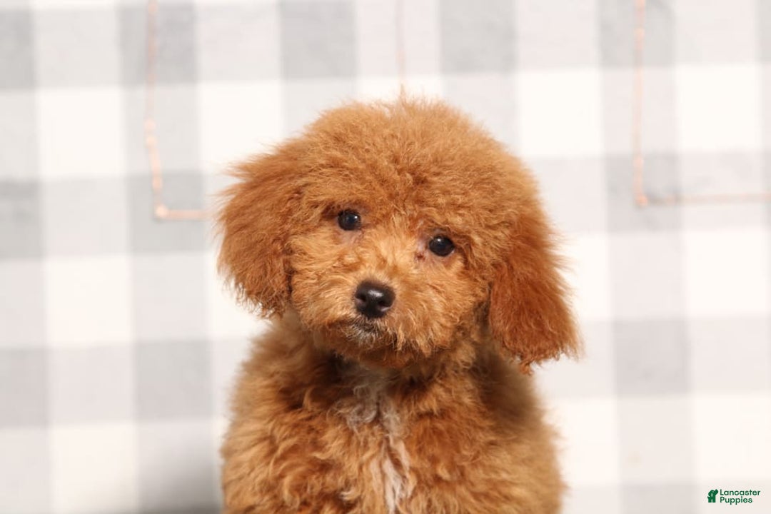 Miniature Poodle dogs for sale: Scotlynd - Image 1