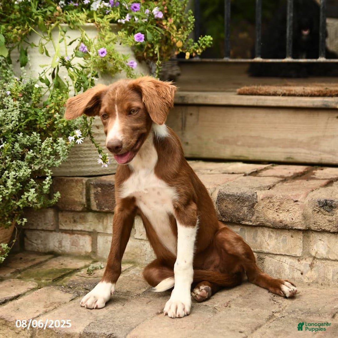 Border Collie dogs for sale: Jewels - Image 2