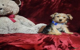 Yorkshire Terrier dogs for sale: Milo - Image 7