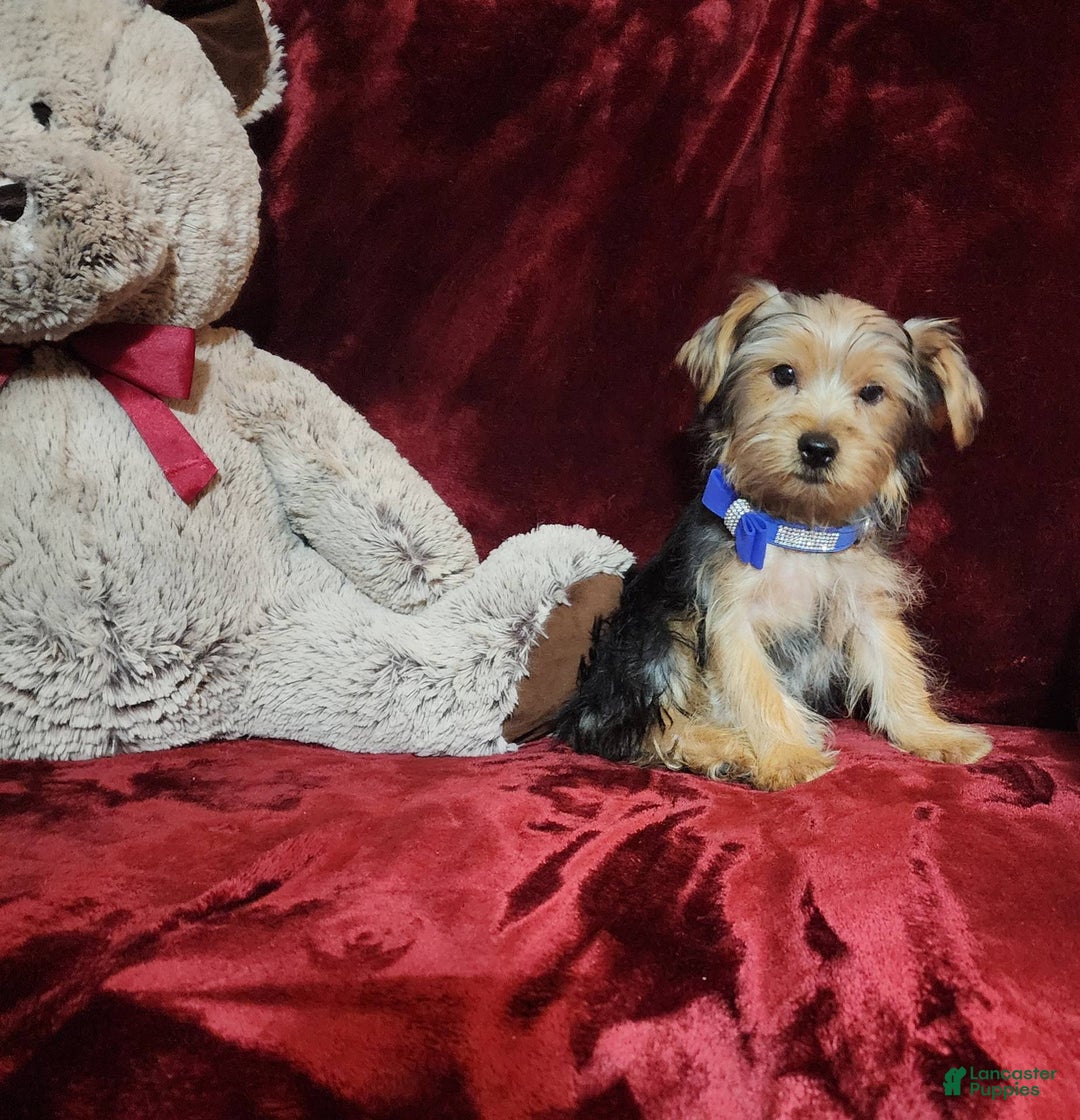 Yorkshire Terrier dogs for sale: Milo - Image 7