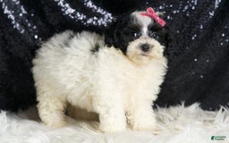 Toy Poodle dogs for sale: Puebla - Image 7