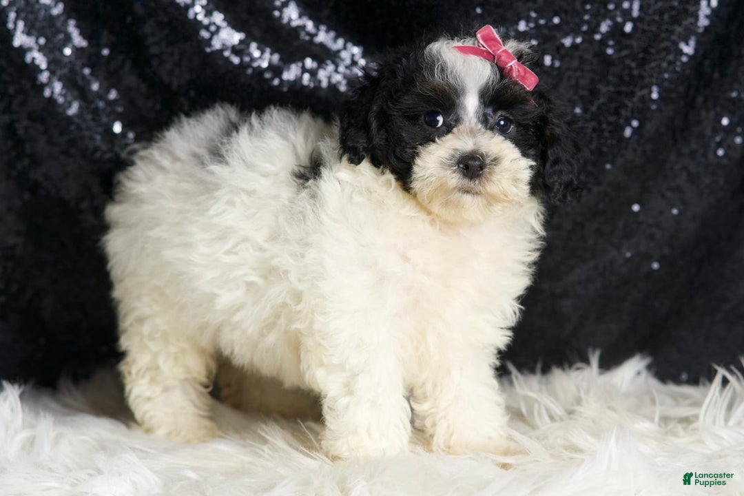 Toy Poodle dogs for sale: Puebla - Image 7