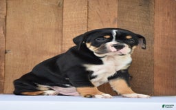 Beabull dogs for sale: Clint - Image 14