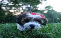 Shihpoo dogs for sale: Hugo - Image 3