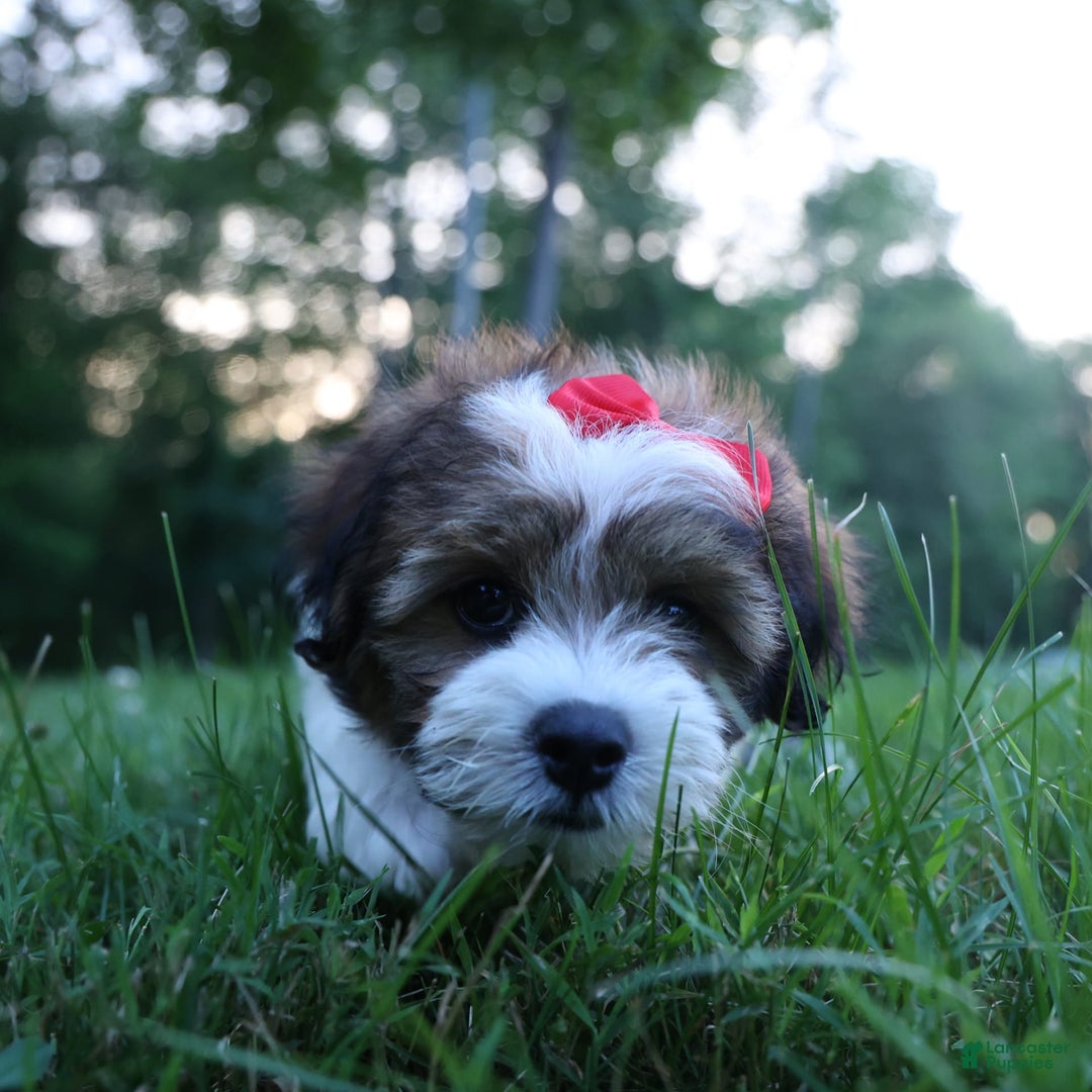 Shihpoo dogs for sale: Hugo - Image 3