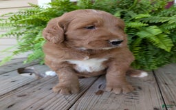 Goldendoodle dogs for sale: Ben - Image 25