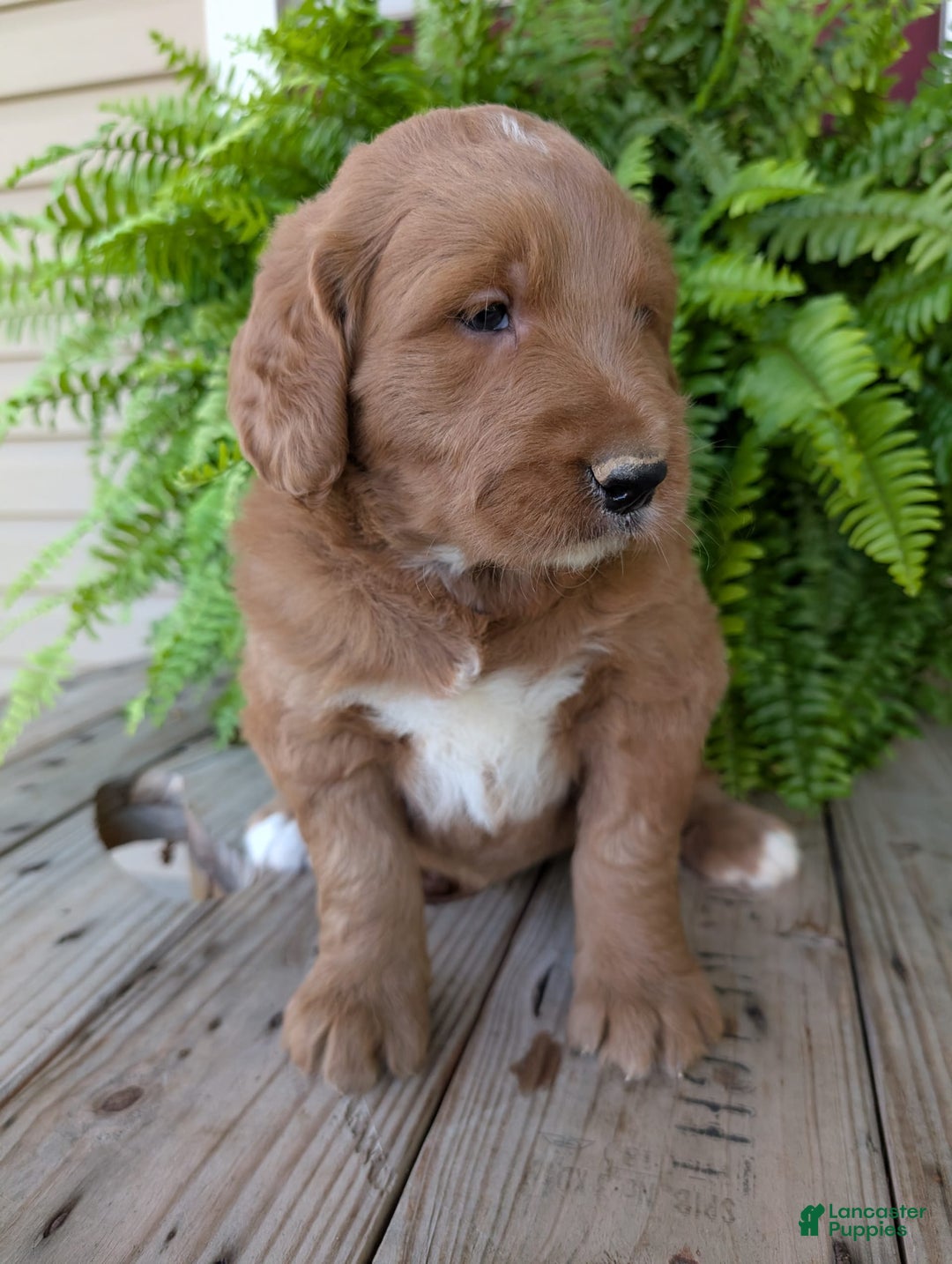 Goldendoodle dogs for sale: Ben - Image 25