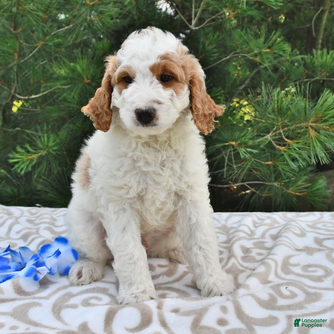 Mini Goldendoodle dogs for sale: Dallas - Image 14