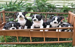 Boston Terrier dogs for sale: Jessica - Image 2