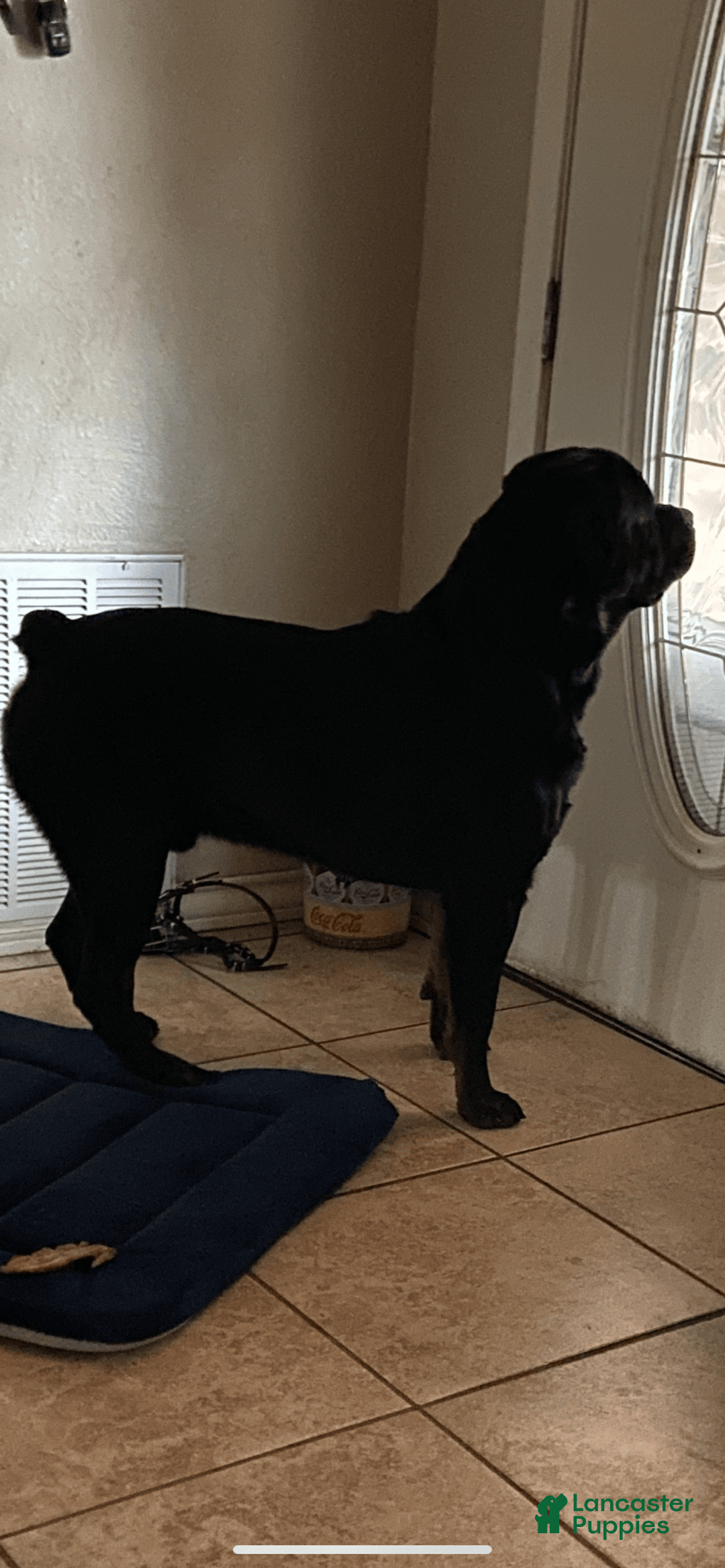 Rottweiler dogs for sale: F4 - Image 12